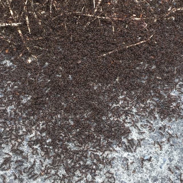 Formigueiro em calçada